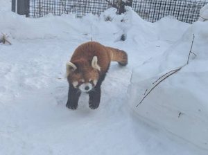 レッサーパンダ